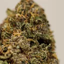 fleurs-cbd-tomine-sapphire-kush-greenhouse-zoom.webp