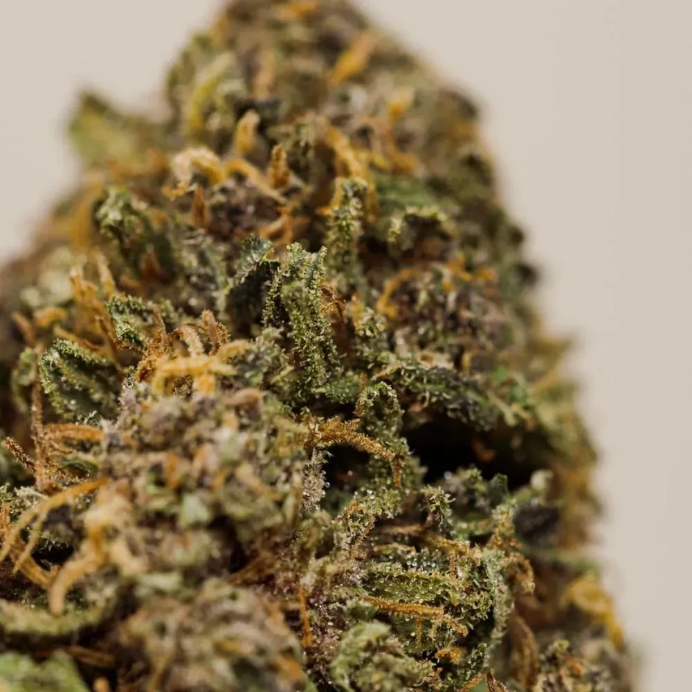 fleurs-cbd-tomine-sapphire-kush-greenhouse-zoom.webp