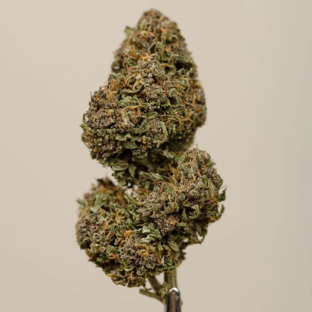 Sapphir Kush