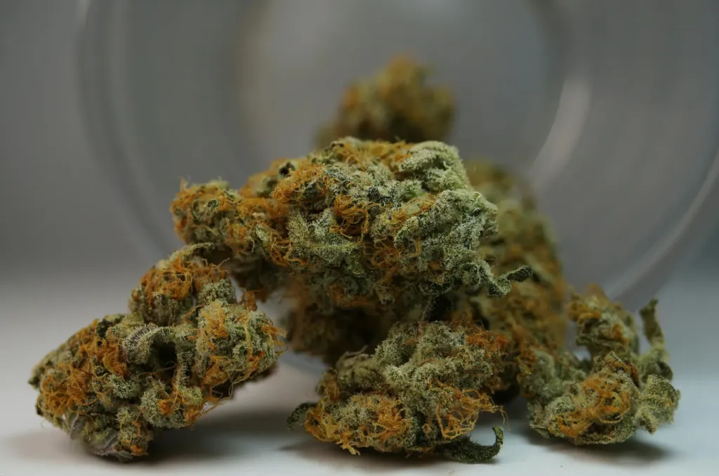 Mango Kush