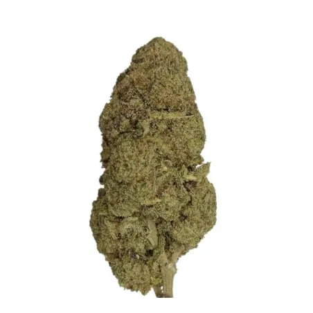 White Shark